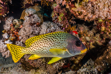 Fish swim in the Red Sea, colorful fish, Eilat Israel