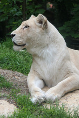 Fototapeta na wymiar White lioness