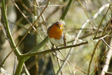 Un rouge-gorge 