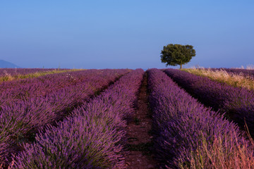 Plakat lonely tree at lavender field