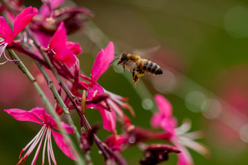 pink wild orchid flowers and bee thin elegant