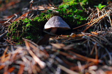 mushroom in the forest in leaves