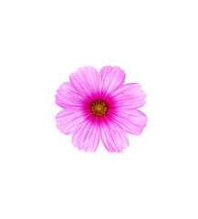 Pink cosmos flower is bloom, isolated on white background.