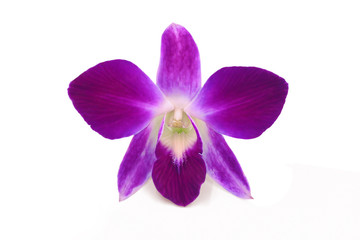 orchid isolated on white background, clipping path