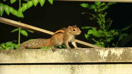Squirrel