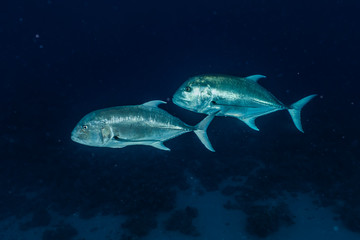 Fototapeta premium Fish swim in the Red Sea, colorful fish, Eilat Israel