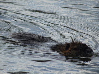 Nutria