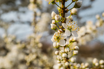 The first young flowers of yellow plums