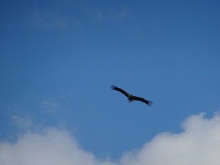 Storch