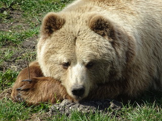 Braunbär