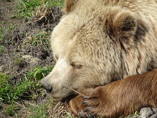 Braunbär