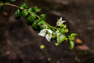 flor de primavera branca