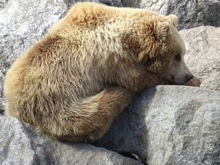 Braunbär