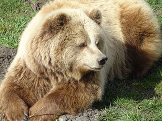 Braunbär