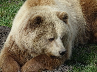 Braunbär