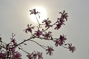 magnolia,tree,spring,blossom,background,white,bloom,branch,pink,beautiful,nature,plant,blooming,sky,flower,season,garden,easter,fresh,natural,beauty,floral,sunshine,springtime,blossoming,environment,s