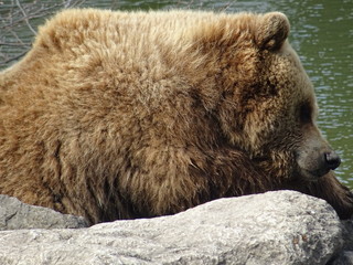 Obraz premium Braunbär