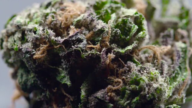 Macro shot of a purple cannabis bud.