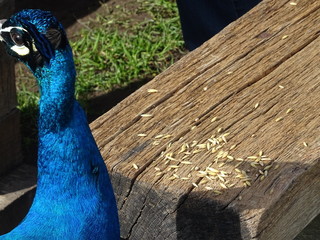 Obraz premium Pfau