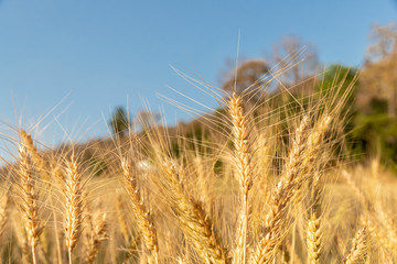 Close-up Barley in the field with sunny day. Beautiful nature and fresh air.