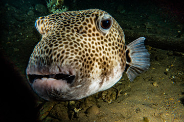 Obraz premium Arothron fish in the Red Sea, Eilat Israel