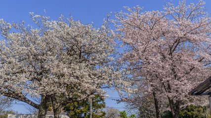 下りの野呂PAの風景