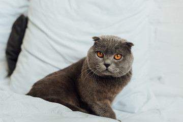 adorable scottish fold cat sitting in bed at home