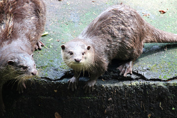Otters