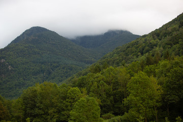 Fototapeta na wymiar Forêt de montagne dans le brouillard