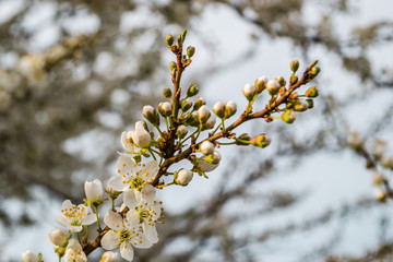 The first young flowers of yellow plums