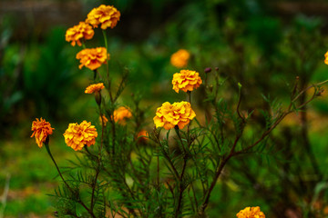 Nuwara Eliya, Sri Lanka