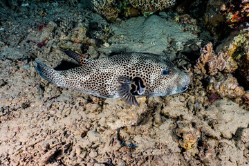Arothron fish in the Red Sea Colorful and beautiful, Eilat Israel