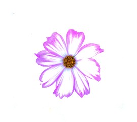 Pink and white cosmos flower.