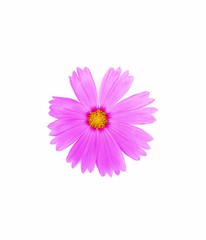 Pink cosmos flower is bloom, isolated on white background.