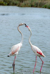 Flamingo. Nature. Two. Park. Birds. Lake. France