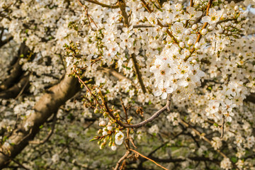 The first young flowers of yellow plums