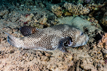 Arothron fish in the Red Sea Colorful and beautiful, Eilat Israel