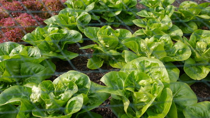 Young Lettuce Growing
