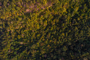Mountain green forest autumn season aerial view