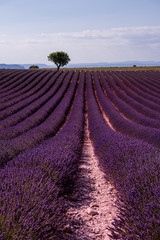 Fototapeta na wymiar lonely tree at lavender field