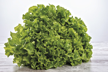 Obraz premium insalata verde cespo altra vista