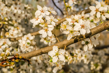 The first young flowers of yellow plums