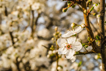 The first young flowers of yellow plums