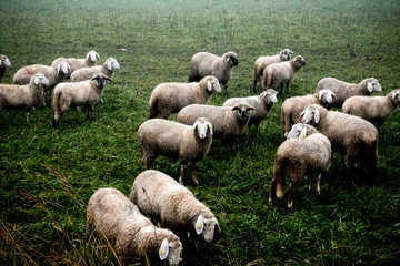 Sheep in morning fog