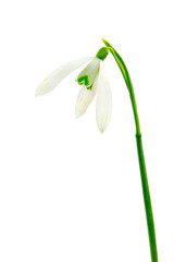 Spring snowdrop flowers isolated on white background.