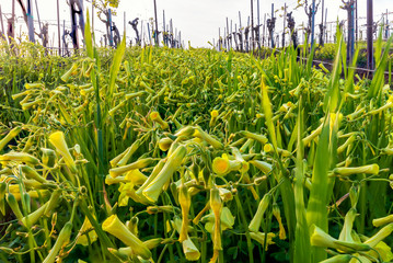 Sour Grass in Vineyard