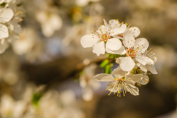 Obraz premium The first young flowers of yellow plums