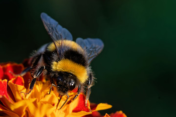 Dunkle Erdhummel