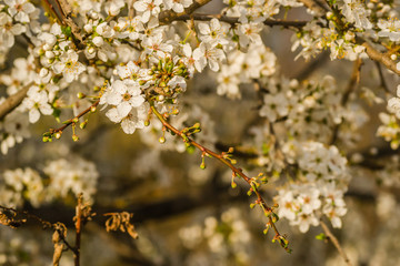 The first young flowers of yellow plums