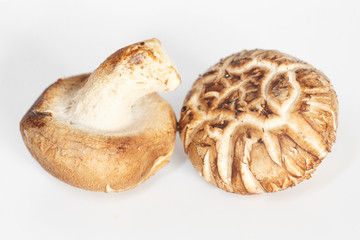 Shiitake mushroom on white background.